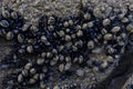 Lots of little mussels in a bunch on the stone close-up. Royalty Free Stock Photo