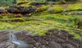 lots little plant on stone ground in forest