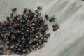 Lots of little poisonous newborn spiders, first molt. Private collection of exotic animals