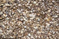 Lots of little shells on the beach Royalty Free Stock Photo