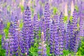 Lots of lupine. Beautiful purple and pink flowers in the fresh green of summer
