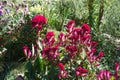 Lots of magenta-colored flowers of Celosia argentea var. cristata in September Royalty Free Stock Photo