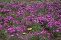 Lots of magenta-colored flowers of Michaelmas daisies in October Royalty Free Stock Photo