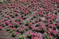 Lots of magenta-colored flowers of petunias in the garden