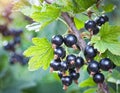 a lots of many black berries