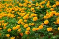 Lots of marigold flowers in the garden, Selective focus.
