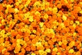 Lots of marigolds