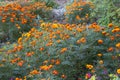 Lots of merigold flowers in the garden in beautiful orange color Royalty Free Stock Photo