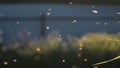 Lots of midges flying on sunny day. Creative. Swarm of midges flies in summer meadow. Sultry day with midges in meadow Royalty Free Stock Photo