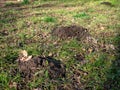 Lots of molehills in a meadow Royalty Free Stock Photo