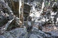 Lots of monkeys, on the roots f the trees in Mangrove forests