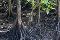 Lots of monkeys, on the roots f the trees in Mangrove forests