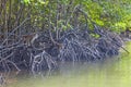 Lots of monkeys, on the roots f the trees in Mangrove forests