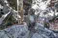 Lots of monkeys, on the roots f the trees in Mangrove forests