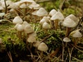 Lots of mushrooms on stump moss