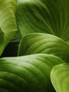 Lots of neat leaves with smooth lines are good for the Royalty Free Stock Photo
