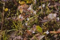 Tiny purple flowers in underbrush