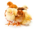 Lots of newborn chickens standing together Royalty Free Stock Photo