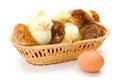 Lots of newborn chickens in wicker basket Royalty Free Stock Photo