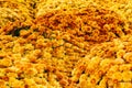 Lots of orange chrysanthemum flowers. Background image from a flowerbed Royalty Free Stock Photo