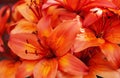 Lots of orange-red flowers in a bundle Royalty Free Stock Photo