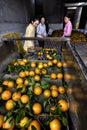 Lots of oranges on a conveyor belt, women sorted harvest.