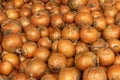 Lots of organic yellow onions ready to ship. Onion harvest. Fresh onions in the market close-up photo. Large golden onion on the