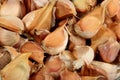 Lots of organically grown garlic cloves on a white background