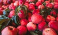 Lots of organically grown peaches