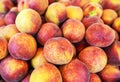 Lots of organically grown peaches