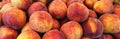 Lots of organically grown peaches