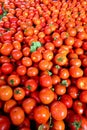 Lots of organically grown tomatoes