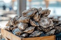 lots of oysters on a plate, in the style of nature-based patterns,