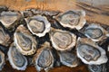 lots of oysters on a plate, in the style of nature-based patterns,