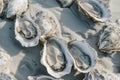lots of oysters on a plate, in the style of nature-based patterns,
