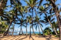 Lots of palm trees with the ocean in the background in Maui Royalty Free Stock Photo
