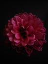 Lots of petals on a darker red chrysantemum