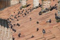 Pigeons are standing on the roof and enjoying the sun.