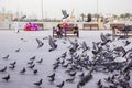 Lots of pigeons and local people in Doha