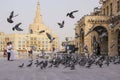 Lots of pigeons and local people in Doha