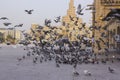Lots of pigeons and local people in Doha