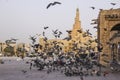 Lots of pigeons and local people in Doha