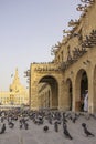 Lots of pigeons and local people in Doha