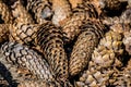 Lots of pine cones close up Royalty Free Stock Photo
