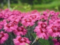 Lots of pink carnation flowers in the front garden. Background of flowers