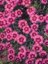 Lots of pink carnation flowers in the front garden. Background of flowers