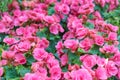 Lots of pink Elatior begonia flowers. View from above.