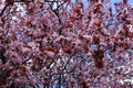 Lots of pink flowers of Prunus pissardii Royalty Free Stock Photo