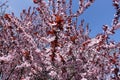 Lots of pink flowers of Prunus pissardii against the sky Royalty Free Stock Photo