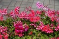 Lots of pink and magenta-colored flowers of ivy leaved geranium